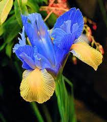 Robert S Blue Flowers Iris Flowers Beautiful Flowers
