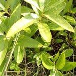 Image result for Anisophyllea quangensis