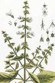 Image result for Ocimum