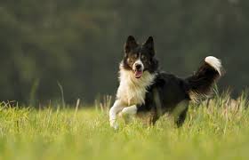Découvrez les chiots de race : Border Collie Race De Chien Et Chiot