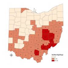 This may be the result of an increase in mountain lion numbers in western states. Bobcats Returning To Home State Of Ohio In Record Numbers