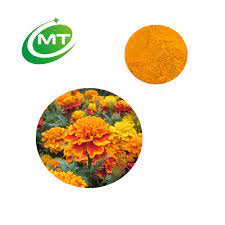 Large, bright yellow blooms repeat all summer long for enduring color. China Wholesale Marigold Extract Lutein Powder Buy Free Sample Natural High Quality Lutein African Marigold Extract Tagetes Erecta Low Price Lutein Extract Marigold Flower Extract Powder Product On Alibaba Com