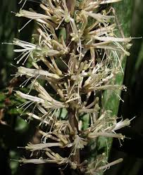 Image result for Sansevieria hyacinthoides