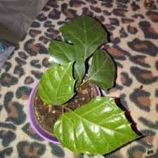 Image result for Cissus rubiginosa