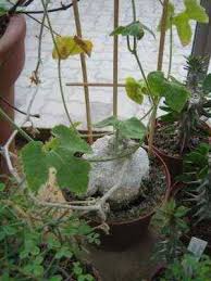 Image result for Kedrostis leloja