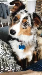 Australian Shepherd Facts Australian Shepherd Puppies Shepherd Puppies American Shepherd