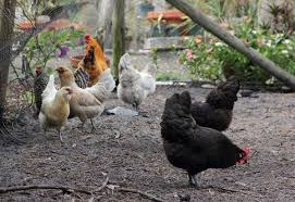 The popularity of raising backyard chickens for eggs is growing in many suburban and urban communities. Uf Releases New Guide To Raising Backyard Chickens South Central Florida Life