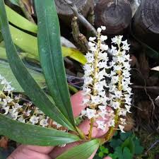 Speciosum sebagai satu jenis spesis. Eria Floribunda Orkid Hutan Pokok Besar Shopee Malaysia