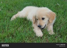 Golden retrievers are among america's most popular breeds. Golden Retriever Puppy Image Photo Free Trial Bigstock