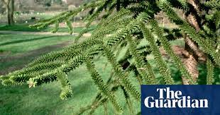 Native to north eastern queensland in australia, the western province of papua new guinea and also the eastern maluku islands where it is used mainly for environmental management and timber, when a mean annual height increase of 3 to 4 meters will be obtained if grown near the equator. Monkey Puzzles An Iconic Tree Under Threat Gardens The Guardian