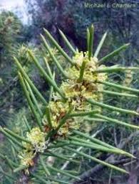 Image result for Paropsia brazzeana