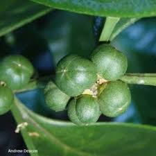 Image result for Suregada zanzibariensis