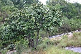 Image result for Englerophytum natalense