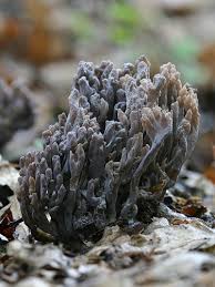 Image result for Clavulina cinerea