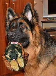 German Shepherd Puppies For Sale German Shepherd Dogs Shepherd Puppies Shepherd Dog Breeds