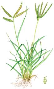 Image result for Eleusine