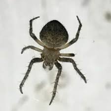 Spiders In Texas Species Pictures