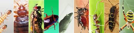Welcome to bharat pest control. Pest Control Services In Kalyan Pest Control Company