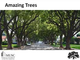 Maybe you would like to learn more about one of these? Benefits Of Trees Shade Storm Water Management Slow Capture Filter Ppt Download