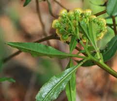 Image result for Psiadia punctulata