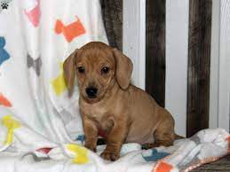 Maybe you would like to learn more about one of these? Andy Chiweenie Puppy For Sale In Pennsylvania