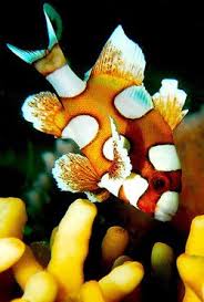 pretty 海水魚 水中写真 海洋生物