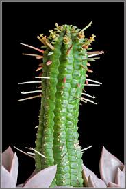 Image result for Euphorbia corniculata