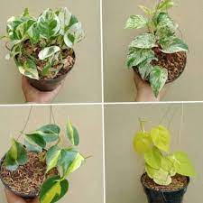 Sehingga cocok banget untuk diletakkan pada area outdoor. Paket 4 Jenis Tanaman Hias Gantung Shopee Indonesia