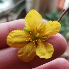 Image result for Ochnaceae