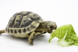 Aug 12, 2020 · in the wild, males live to be 23.5 to 25.5 years, and females live to be 31 to 37 years. What Do Turtles Eat How Long Do Turtles Live Hermann Tortoise Tortoises Tortoise Pet