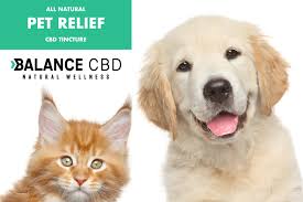 Our nutritional products are available for purchase worldwide. about websitereviews. Best Cbd Oil For Dogs In 2019 Cbd Oil For Pets Reviews Sf Weekly
