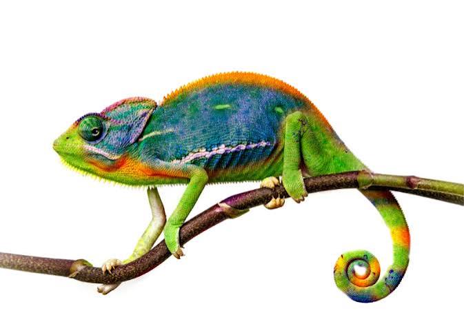 İguana mı? Bukalemun mu? | Mini Kumbara Dergisi