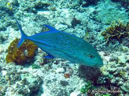 Bagi pecinta ikan, umumnya ikan yang dipelihara adalah ikan air tawar. Hebat 10 Ikan Komersial Ini Menentukan Kesehatan Terumbu Karang Kafe Penyelaman