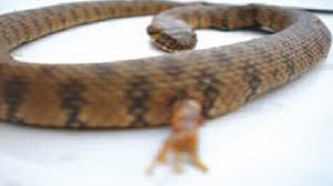 Maybe you would like to learn more about one of these? Ø§ÙƒØªØ´Ø§Ù Ø«Ø¹Ø¨Ø§Ù† Ø¨Ø£Ø±Ø¬Ù„ ÙŠØ«ÙŠØ± Ø§Ù„Ø±Ø¹Ø¨ ÙÙŠ ØªÙ„Ù…Ø³Ø§Ù† Ø§Ù„Ø´Ø±ÙˆÙ‚ Ø£ÙˆÙ†Ù„Ø§ÙŠÙ†