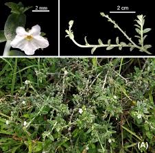 Image result for Euploca