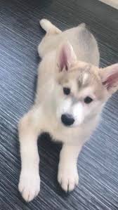 Siberian husky puppy for sale near california, lakeside, usa. Northern Inuit Cross Siberian Husky Puppies In Edinburgh Expired Friday Ad