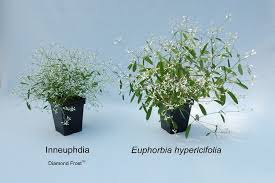 Image result for Euphorbia hypericifolia