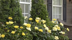 See more ideas about wedding flowers, flowers, flower arrangements. 10 Shrubs That Look Great In June