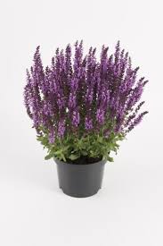 Rostlina campanula interspecific 'beyond blue' potřebuje k bujnému životu spoustu slunečních paprsků nebo polostín. 20 New Cold Hardy Perennials For A Rock Solid Line Up In 2017 Greenhouse Grower