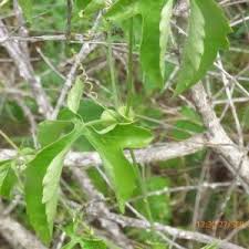 Image result for Ctenolepis cerasiformis