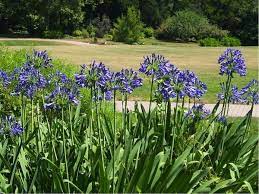 Agapanthus African Lily Lily Of The Nile North Carolina Extension Gardener Plant Toolbox