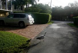 Not everyone in Miami charmed by peacocks
