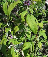 Image result for Komule střídavolisté