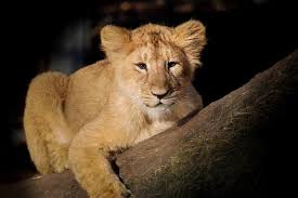 What Is A Baby Lion Called