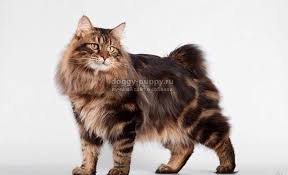 kurilskij bobtejl samaya molodaya poroda koshek foto cena i osobennosti