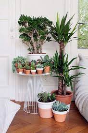 Small Indoor Plants For Apartment Living To Spruce Up Your Space Smallindoorplants Plants Houseplants Indoorgarden Plants Indoor Plants Indoor Gardens