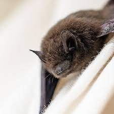 When you're trying to get rid of bats, it's essential to figure out what type of bat you're dealing with. How To Get Rid Of Bats Updated For 2021