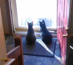 Provide a positive safe and secure. Why Your Cat Is Waiting For You By The Door When You Come Home