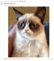 Download the elegant grumpy cat memes clean funny. 129 Hilarious Grumpy Cat Memes Yellow Blogtopus