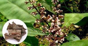 Orang kampung adalah jenama produk minuman, rawatan dalaman, rawatan luaran, rawatan istimewa, kosmetik yang terdiri daripada minuman herba, tongkat ali, longjack, jus kacip fatimah, jus chantek, jus 3g, kopi longjack, kopi kacip fatimah, pil resdung, pil penambat, air gamat, jeli gamat, chantek emulsion, 3g emulsion, minyak merah, minyak hijau, minyak pala, minyak serai, salap, kapsul tongkat ali, kapsul kacip fatimah, ubat batuk herba, maajun tongkat ali, losyen halia, set bersalin, kapsul. Kacip Fatimah
